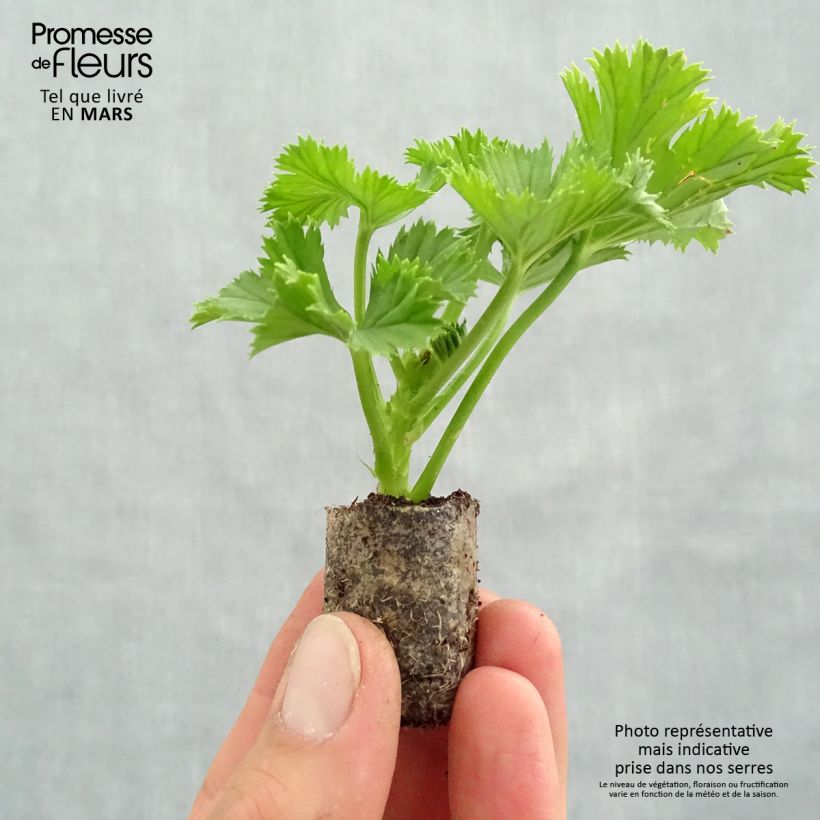 Geranio Bermuda Merlot- Pelargonium minicepellón: Ø 3/4 cm Ejemplar entregado en la primavera