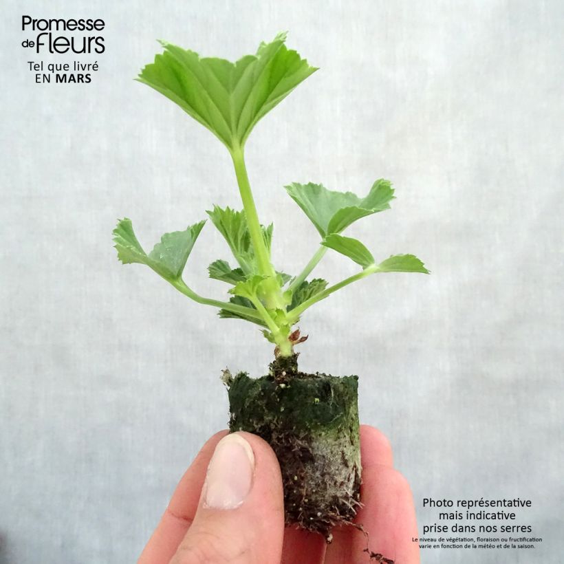 Geranio Burghi- Pelargonium minicepellón: Ø 3/4 cm Ejemplar entregado en la primavera