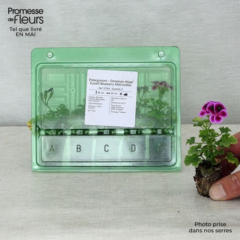 Geranio Angel Eyes Blueberry- Pelargonium minicepellón: Ø 3/4 cm Ejemplar entregado en la primavera