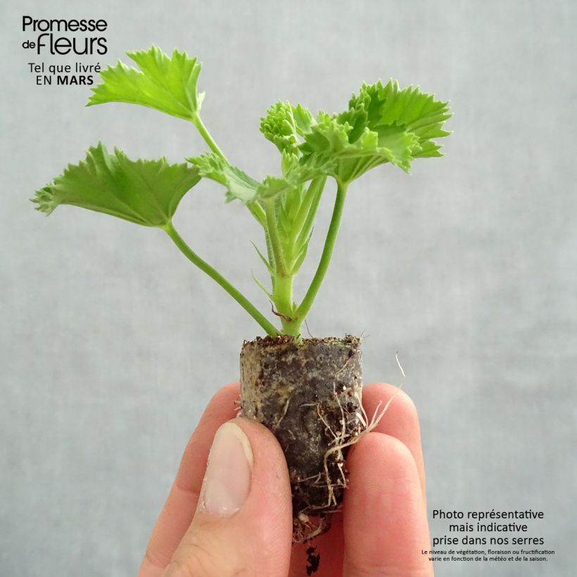 Geranio Candy Flowers Peach Cloud- Pelargonium minicepellón: Ø 3/4 cm Ejemplar entregado en la primavera
