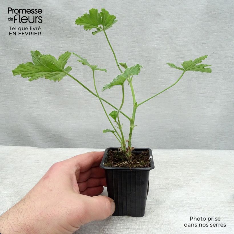 Geranio Attar of Roses- Pelargonium Maceta de 7/8 cm Ejemplar entregado en invierno