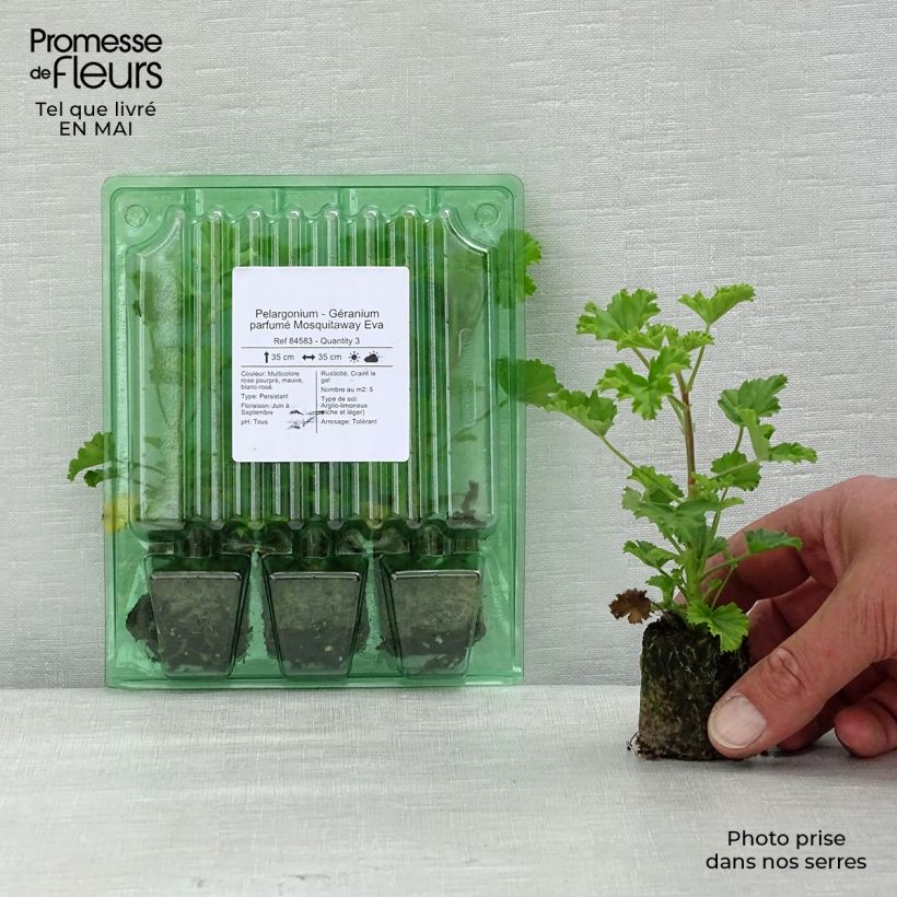 Geranio Mosquitaway Eva- Pelargonium minicepellón: Ø 3/4 cm Ejemplar entregado en la primavera