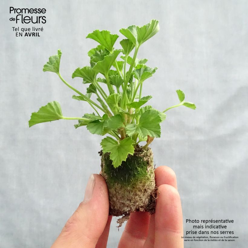 Geranio Mosquitaway Lizzy- Pelargonium minicepellón: Ø 3/4 cm Ejemplar entregado en la primavera