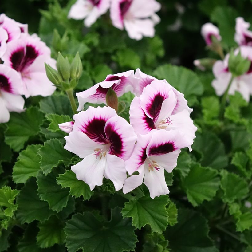 Geranio Mosquitaway Lizzy- Pelargonium (Floración)