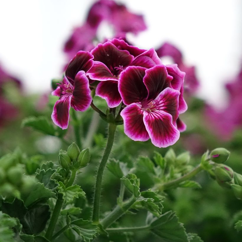 Geranio Mosquitaway Megan- Pelargonium (Floración)