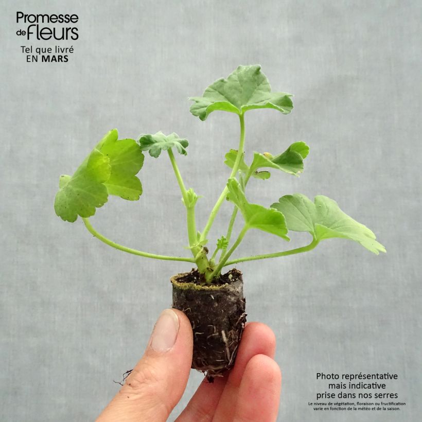 Geranio Orange Fizz- Pelargonium minicepellón: Ø 1,5/2,5 cm Ejemplar entregado en la primavera
