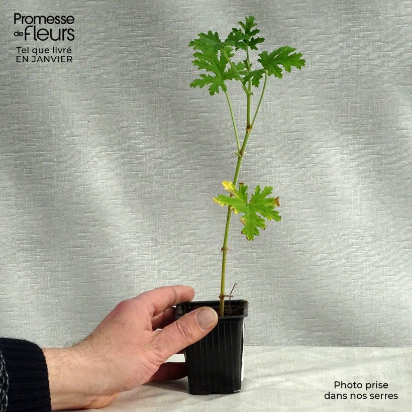 Geranio graveolens- Pelargonium Maceta de 7/8 cm Ejemplar entregado en invierno