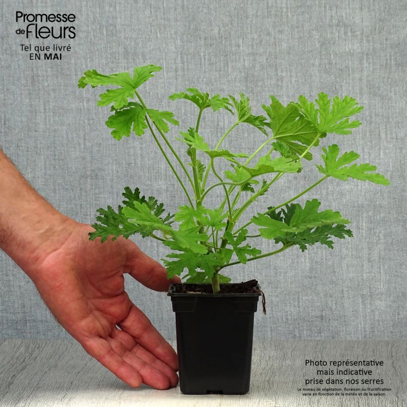 Geranio graveolens- Pelargonium Maceta de 7/8 cm Ejemplar entregado en la primavera
