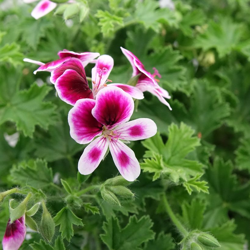 Geranio Mosquitaway Eva- Pelargonium (Floración)