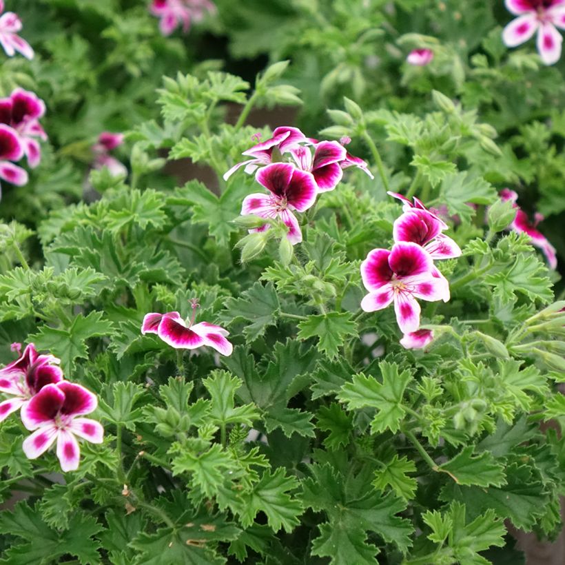 Geranio Mosquitaway Eva- Pelargonium (Porte)