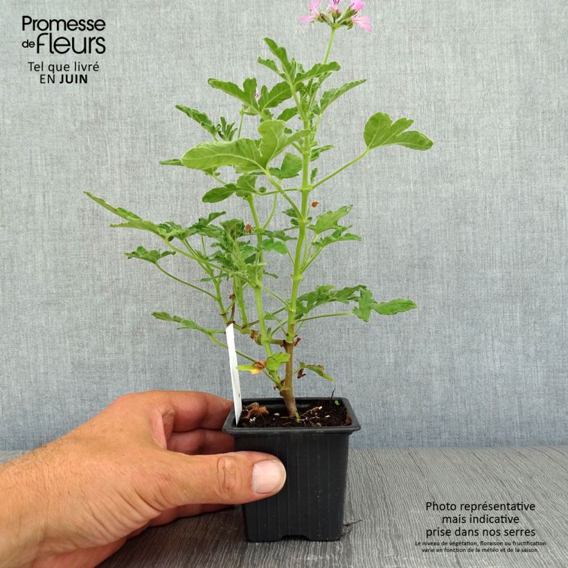 Ejemplar de Geranio Brunswick- Pelargonium Maceta de 8/9 cm entregado en verano