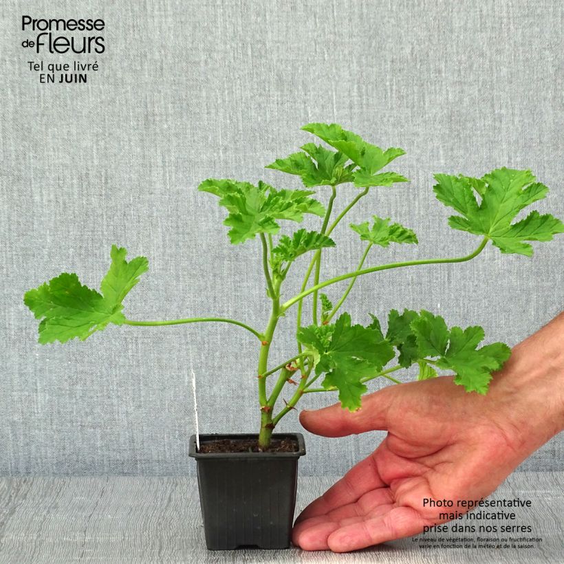 Geranio Brunswick- Pelargonium Maceta de 8/9 cm Ejemplar entregado en la primavera