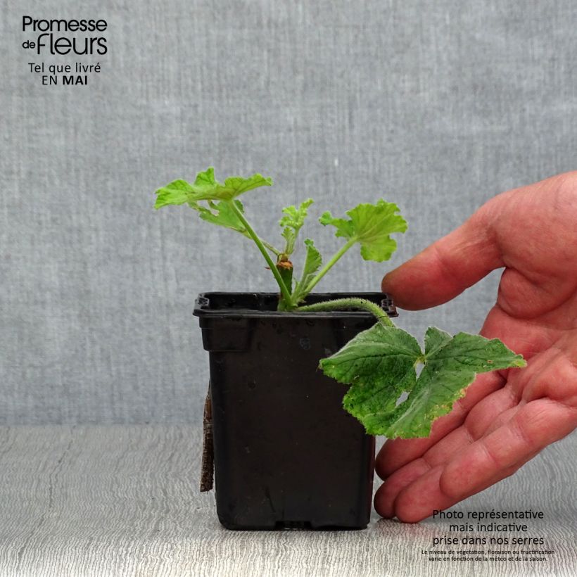 Geranio Chocolate- Pelargonium Maceta de 7/8 cm Ejemplar entregado en la primavera