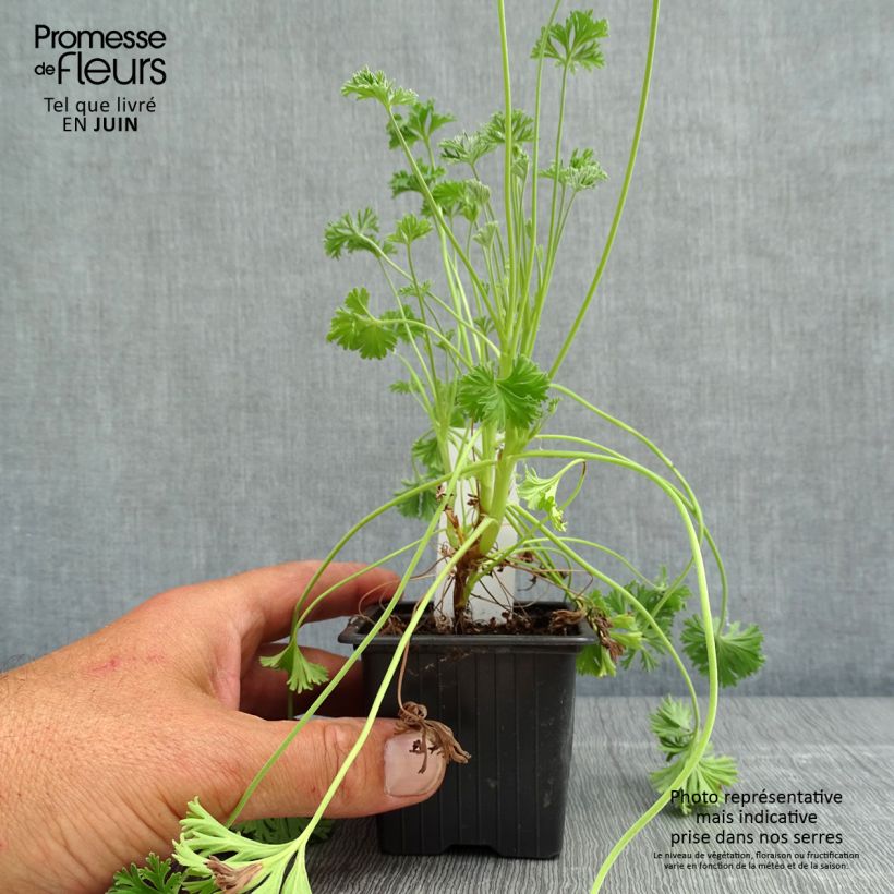 Geranio Deerwood Lavender- Pelargonium Maceta de 8/9 cm Ejemplar entregado en la primavera