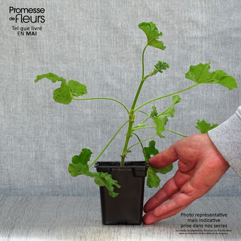 Geranio Endsleigh- Pelargonium Maceta de 7/8 cm Ejemplar entregado en la primavera