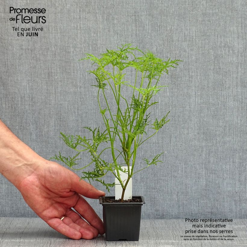 Geranio denticulatum Filicifolium- Pelargonium Maceta de 7/8 cm Ejemplar entregado en la primavera