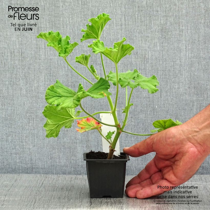 Geranio Purple Unique- Pelargonium Maceta de 8/9 cm Ejemplar entregado en la primavera