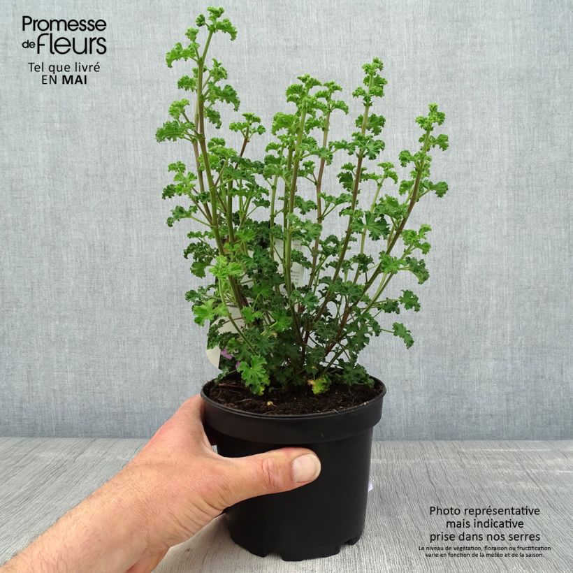 Geranio crispum Minor - Geranio limón Maceta 1,5L/2L Ejemplar entregado en la primavera
