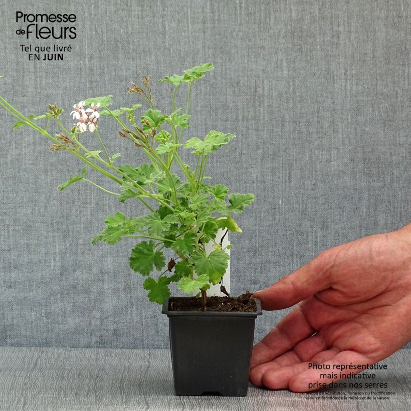 Pelargonium fragrans Variegatum - Geranio de olor Maceta de 8/9 cm Ejemplar entregado en la primavera