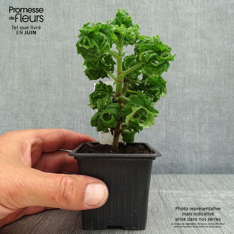 Geranio graveolens Bontrosaï- Pelargonium Maceta de 8/9 cm Ejemplar entregado en la primavera