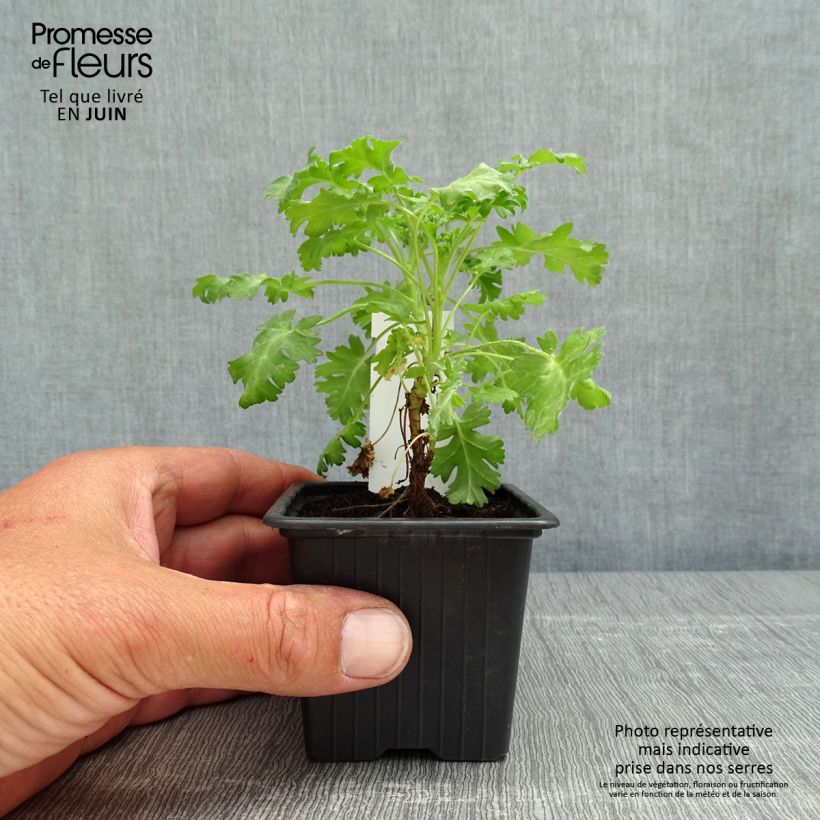Geranio ionidiflorum- Pelargonium Maceta de 8/9 cm Ejemplar entregado en la primavera