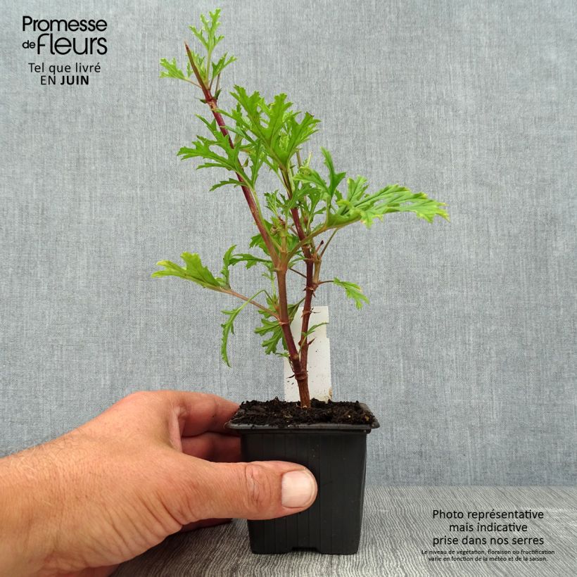 Ejemplar de Geranio pseudoglutinosum- Pelargonium Maceta de 8/9 cm entregado en verano