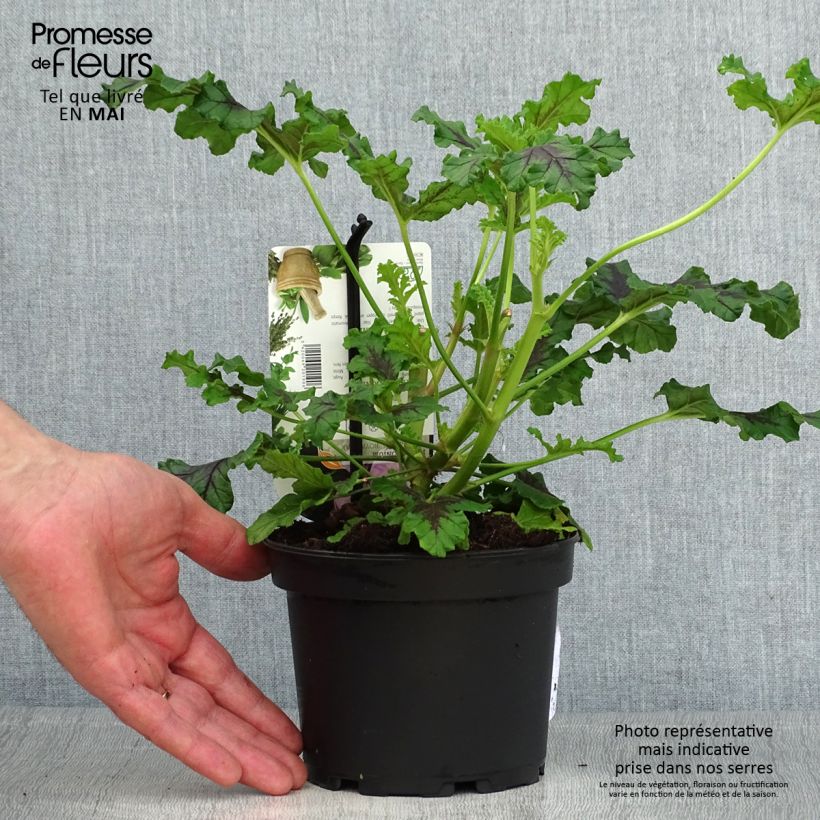 Geranio quercifolium Royal Oak- Pelargonium Maceta 1,5L/2L Ejemplar entregado en la primavera