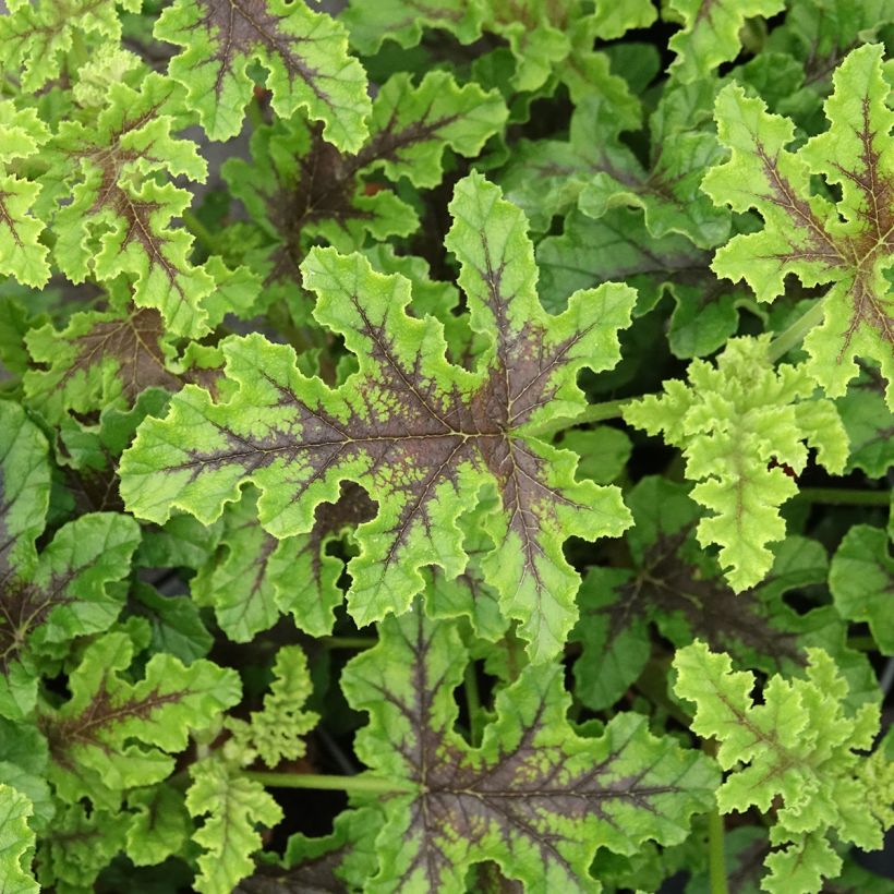 Geranio quercifolium Royal Oak- Pelargonium (Follaje)