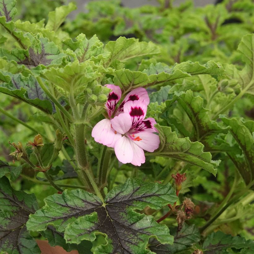 Geranio quercifolium Royal Oak- Pelargonium (Floración)