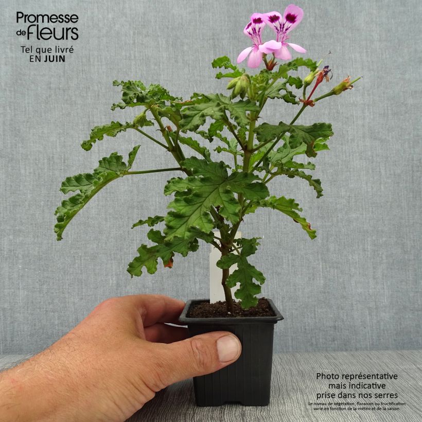 Ejemplar de Geranio quercifolium Royal Oak- Pelargonium Maceta de 8/9 cm entregado en verano