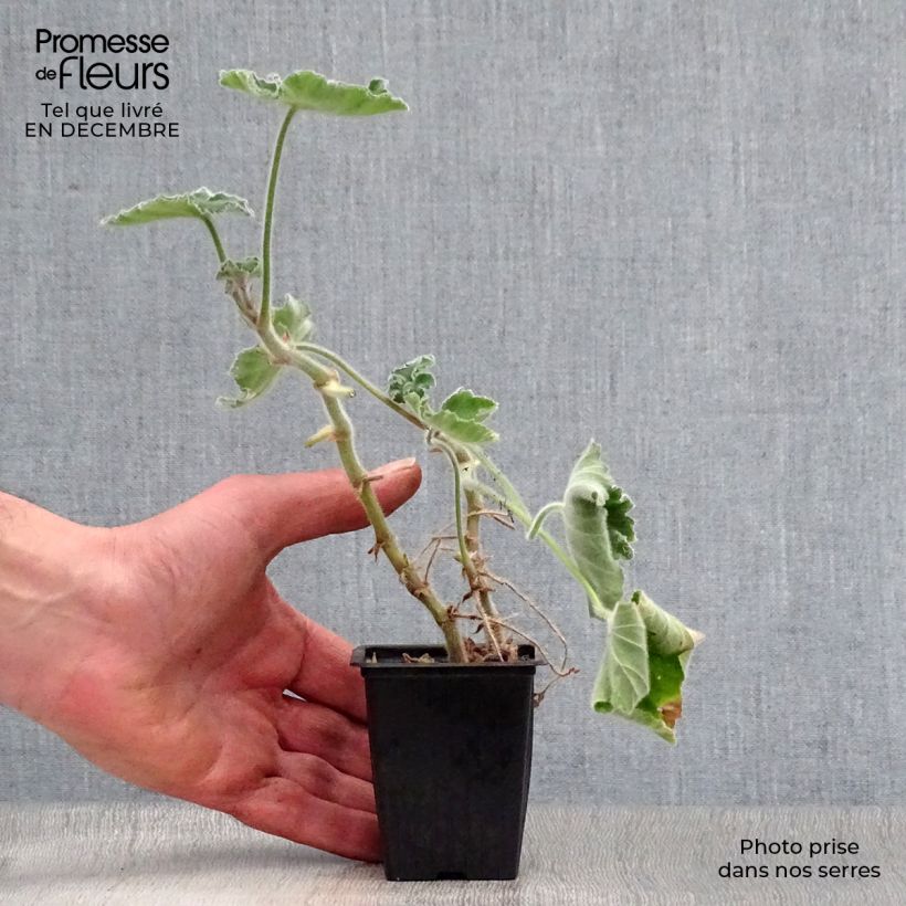 Geranio tomentosum- Pelargonium Maceta de 7/8 cm Ejemplar entregado en invierno