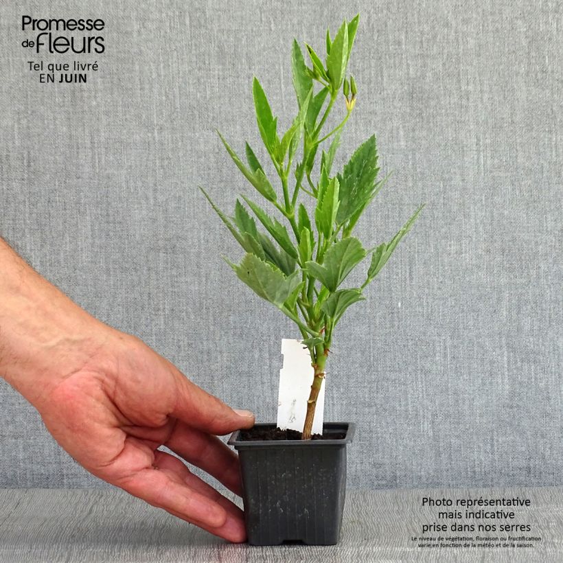 Geranio tricuspidatum- Pelargonium Maceta de 8/9 cm Ejemplar entregado en la primavera