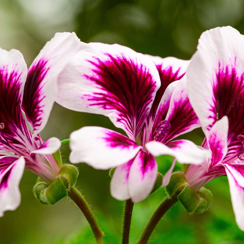 Geranio Angel Eyes Blueberry- Pelargonium (Floración)
