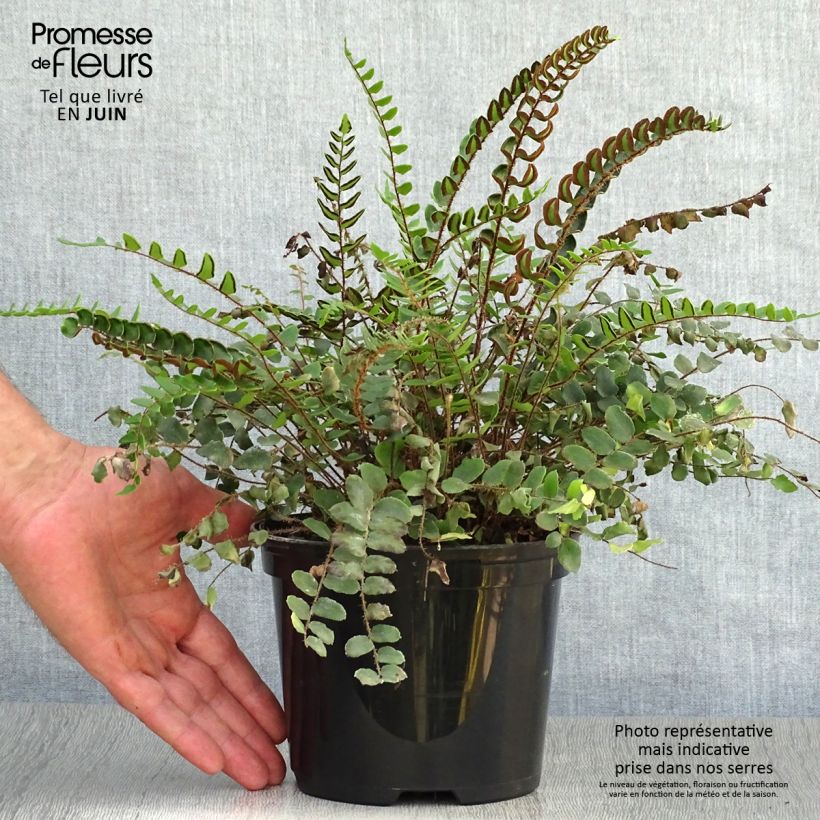 Ejemplar de Pellaea rotundifolia - Helecho Botón Maceta 2L/3L entregado en verano