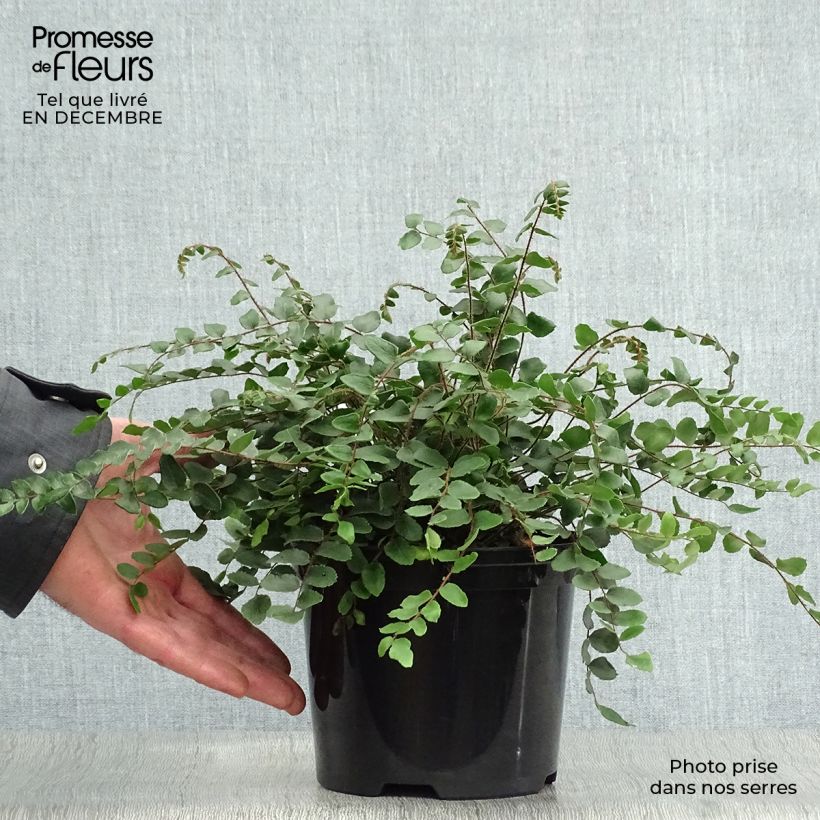 Pellaea rotundifolia - Helecho Botón Maceta 2L/3L Ejemplar entregado en invierno