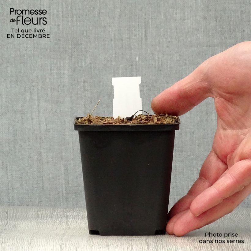 Peltoboykinia watanabei Maceta de 8/9 cm Ejemplar entregado en invierno