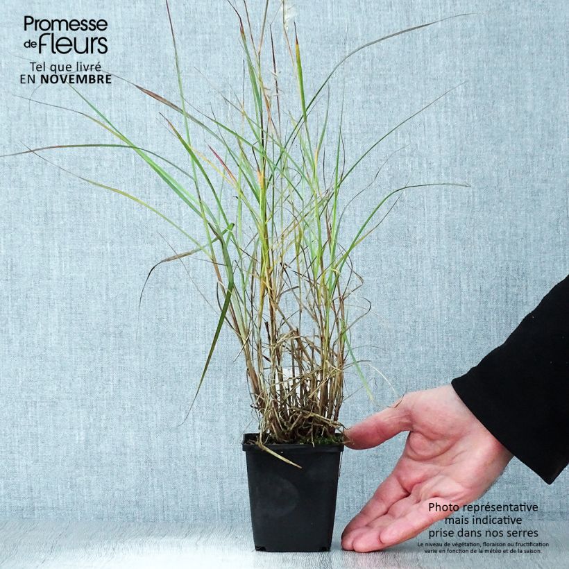 Ejemplar de Pennisetum orientale Maceta de 8/9 cm entregado en otoño