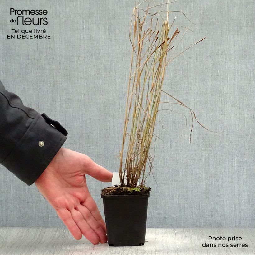 Pennisetum orientale Maceta de 8/9 cm Ejemplar entregado en invierno