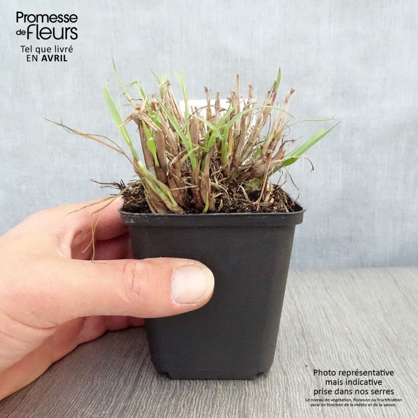 Pennisetum orientale Maceta de 8/9 cm Ejemplar entregado en la primavera