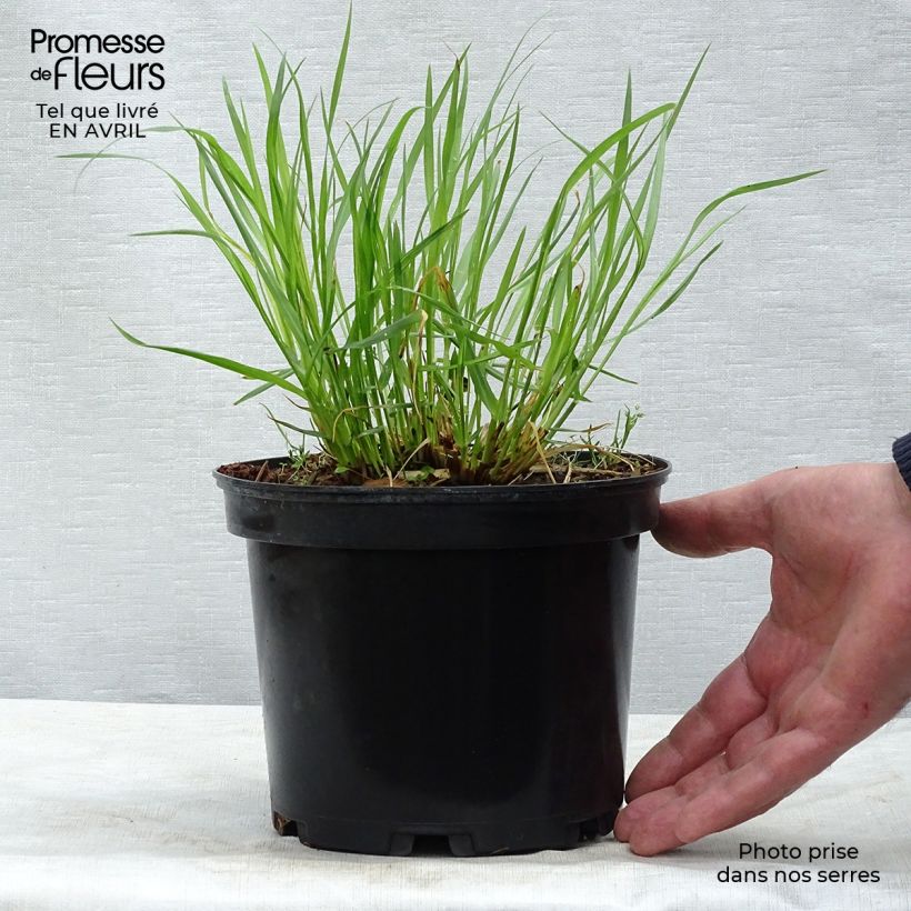Pennisetum alopecuroïdes Moudry Maceta 2L/3L Ejemplar entregado en la primavera