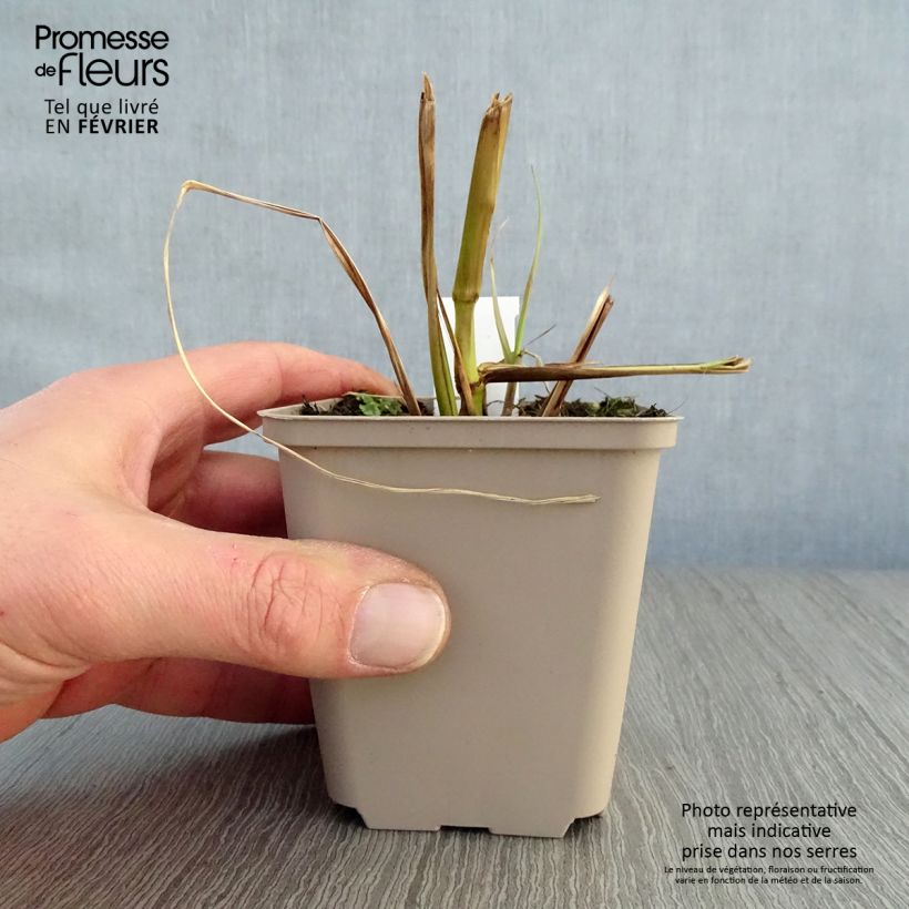 Pennisetum alopecuroïdes Black Beauty Maceta de 8/9 cm Ejemplar entregado en invierno