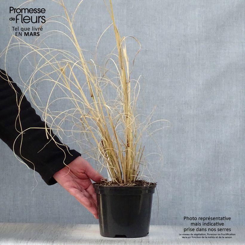 Pennisetum alopecuroïdes Black Beauty Maceta 2L/3L Ejemplar entregado en la primavera