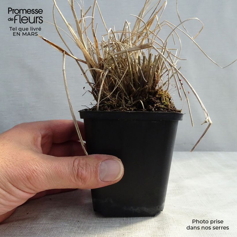 Pennisetum alopecuroïdes Cassian Maceta de 8/9 cm Ejemplar entregado en invierno