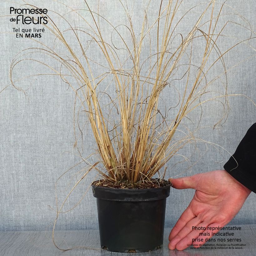 Pennisetum alopecuroïdes Cassian Maceta 2L/3L Ejemplar entregado en invierno