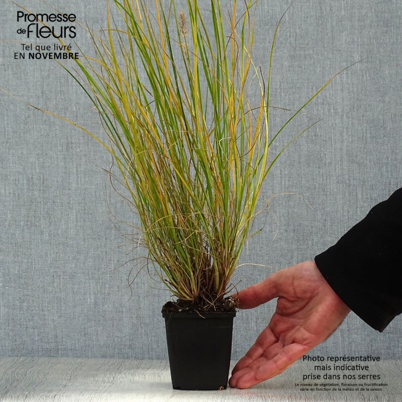 Ejemplar de Pennisetum alopecuroïdes Gelbstiel Maceta de 8/9 cm entregado en otoño