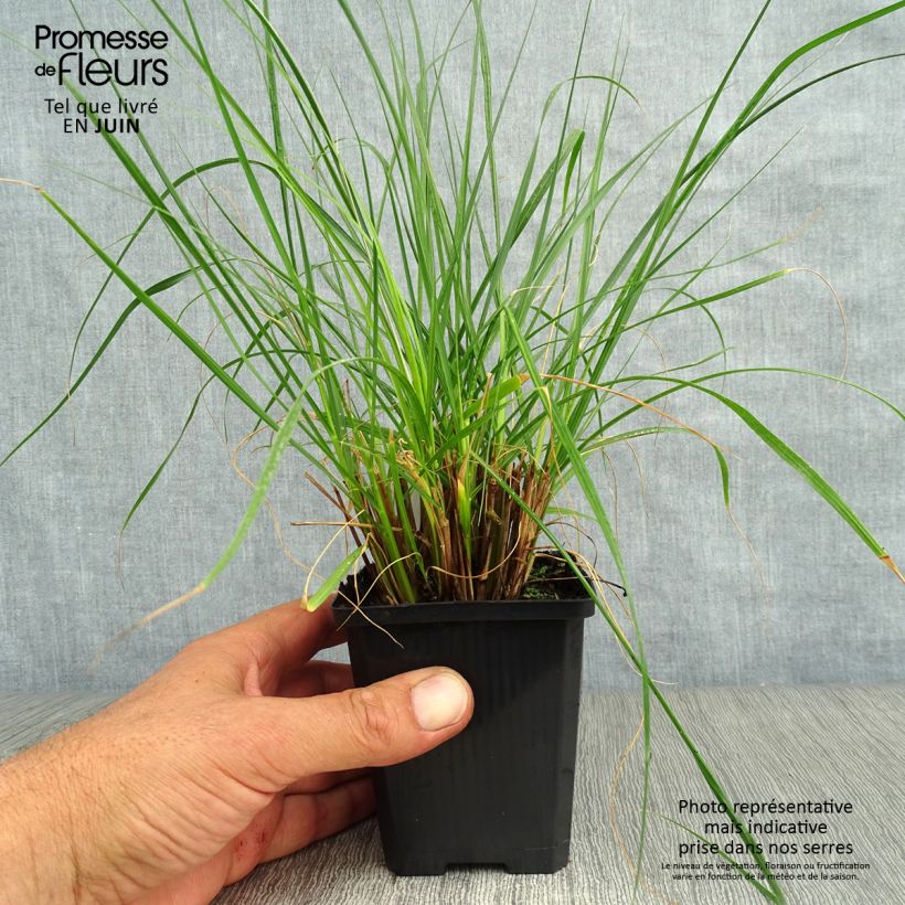 Ejemplar de Pennisetum alopecuroïdes Gelbstiel Maceta de 8/9 cm entregado en verano