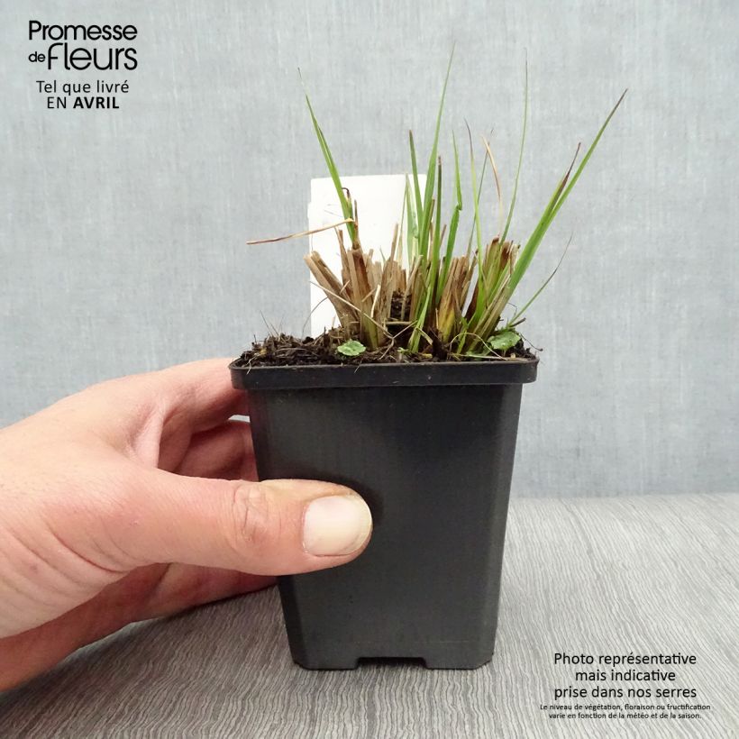 Pennisetum alopecuroïdes Gelbstiel Maceta de 8/9 cm Ejemplar entregado en la primavera