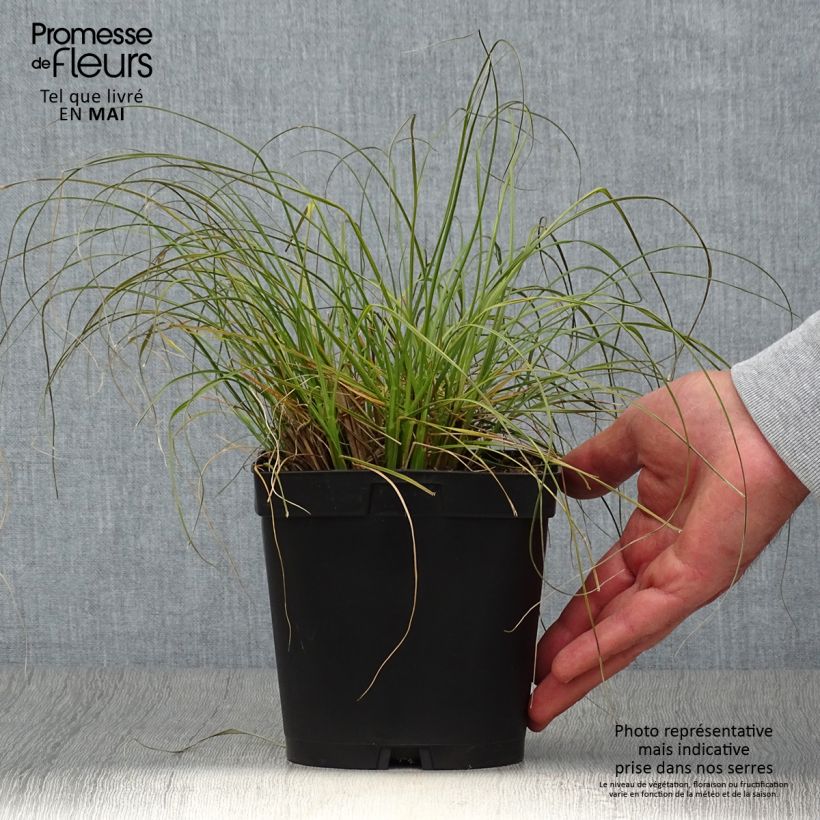 Pennisetum alopecuroïdes Gelbstiel Maceta 2L/3L Ejemplar entregado en la primavera