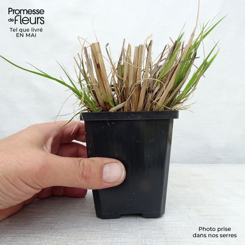 Pennisetum alopecuroides Goldstrich Maceta de 8/9 cm Ejemplar entregado en la primavera