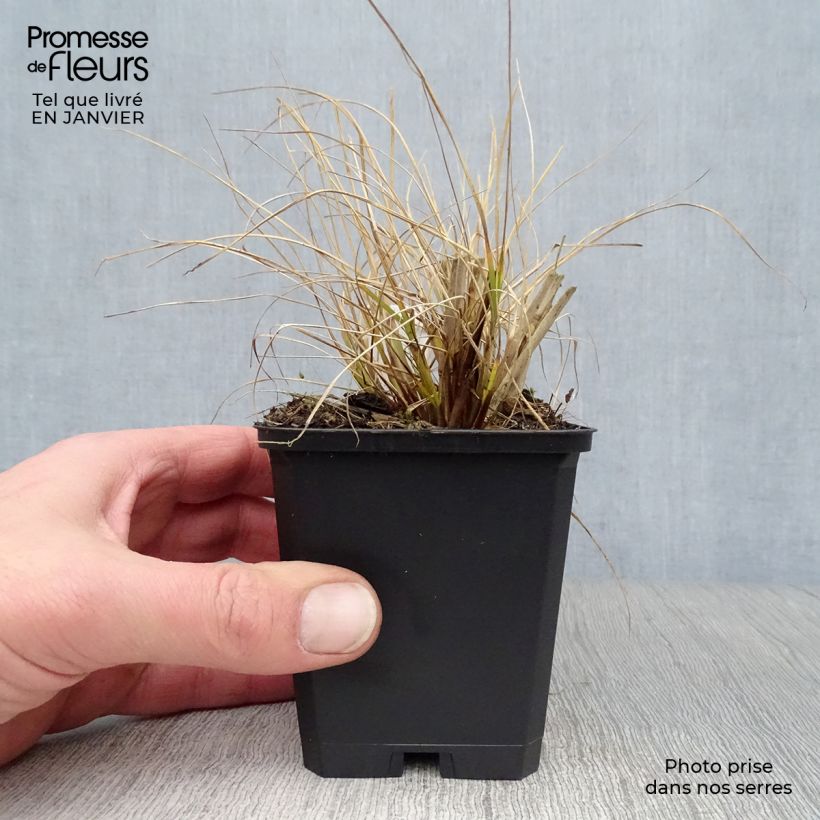 Pennisetum alopecuroides Goldstrich Maceta de 8/9 cm Ejemplar entregado en invierno
